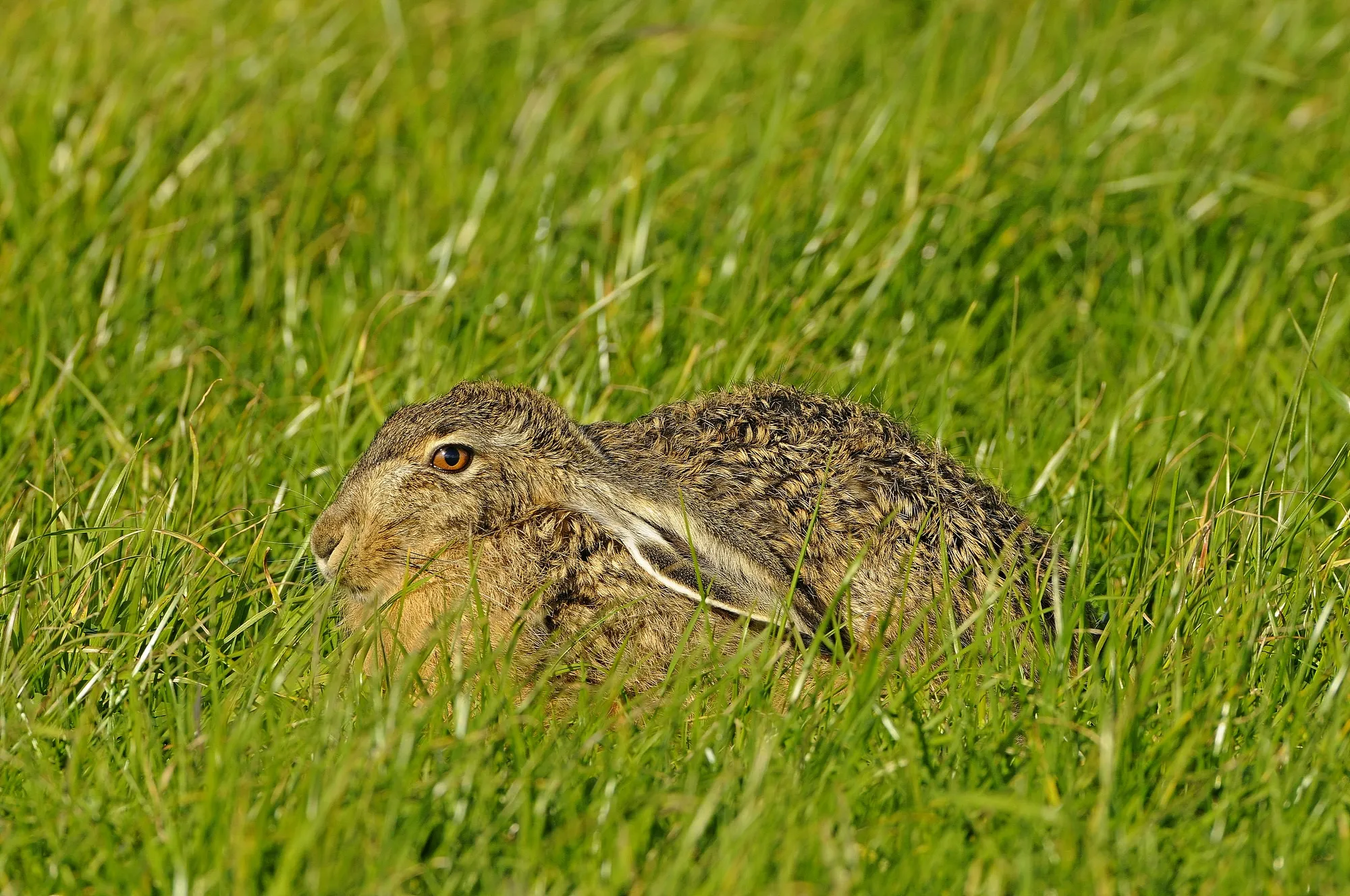 haas henk heijligers 0611