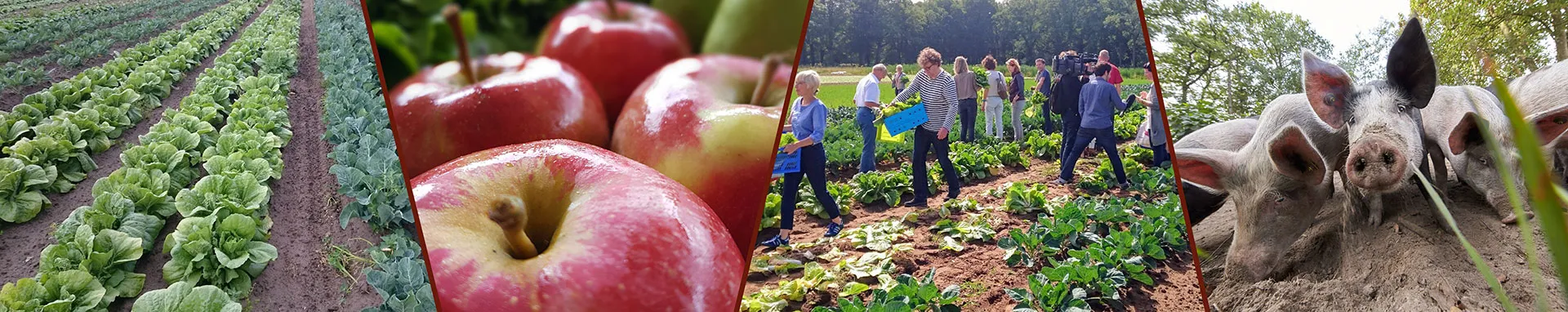 herenboeren kopafbeelding