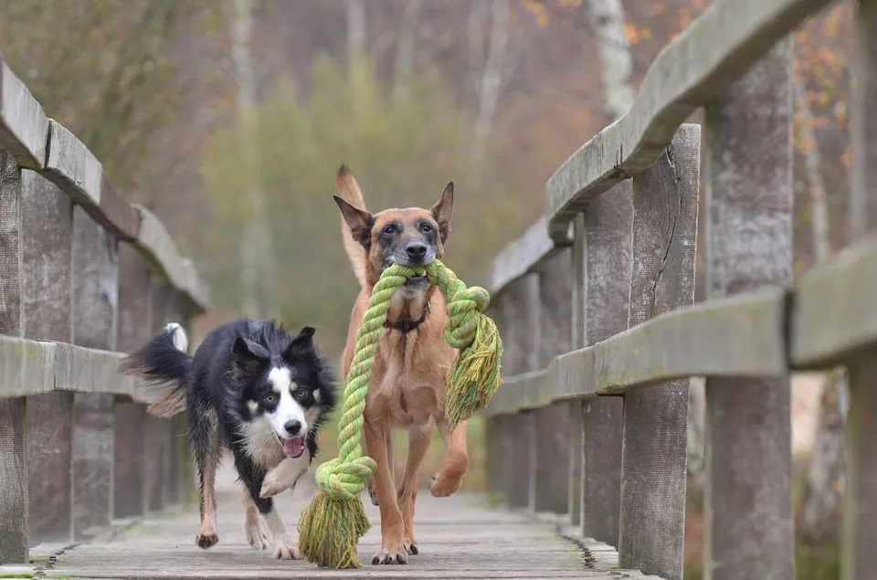 hond honden