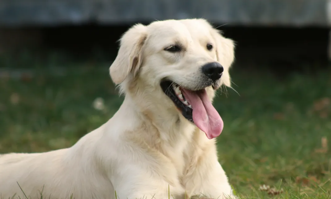 hond meis