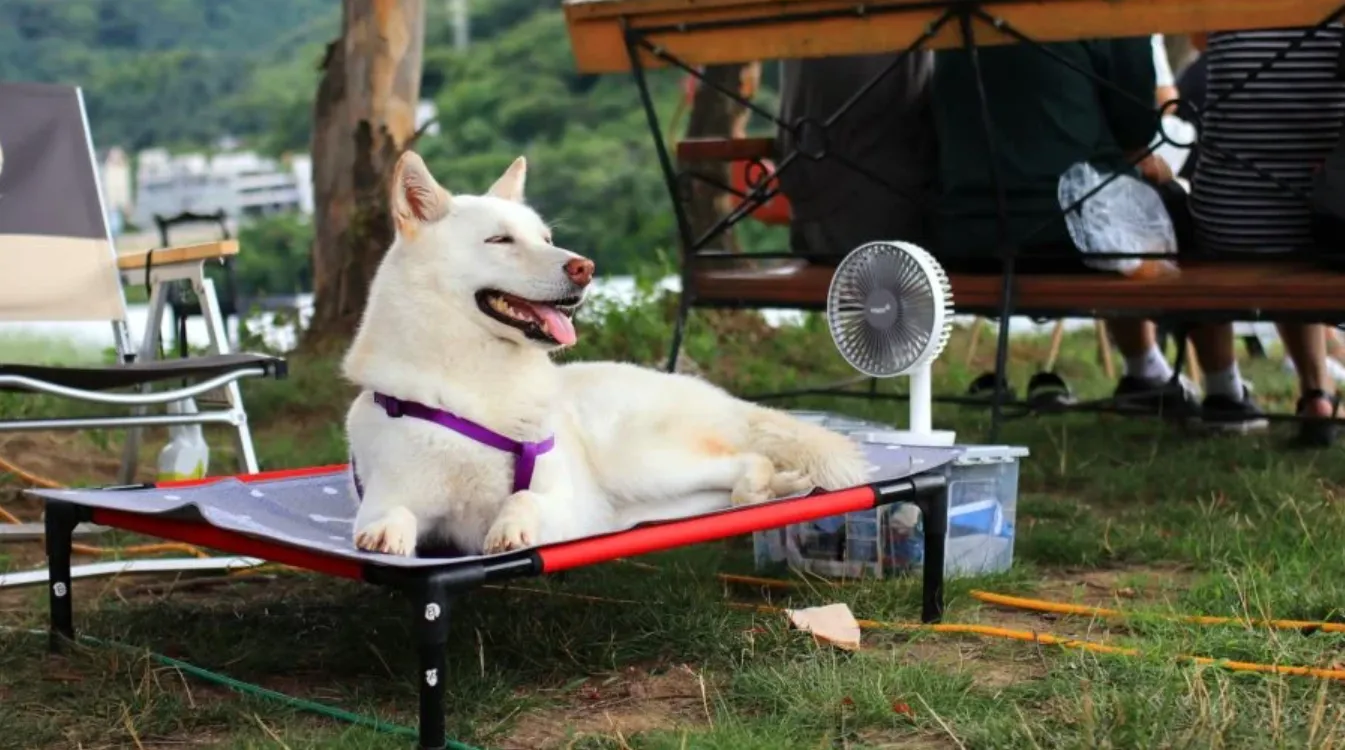 hond warm heet warmte