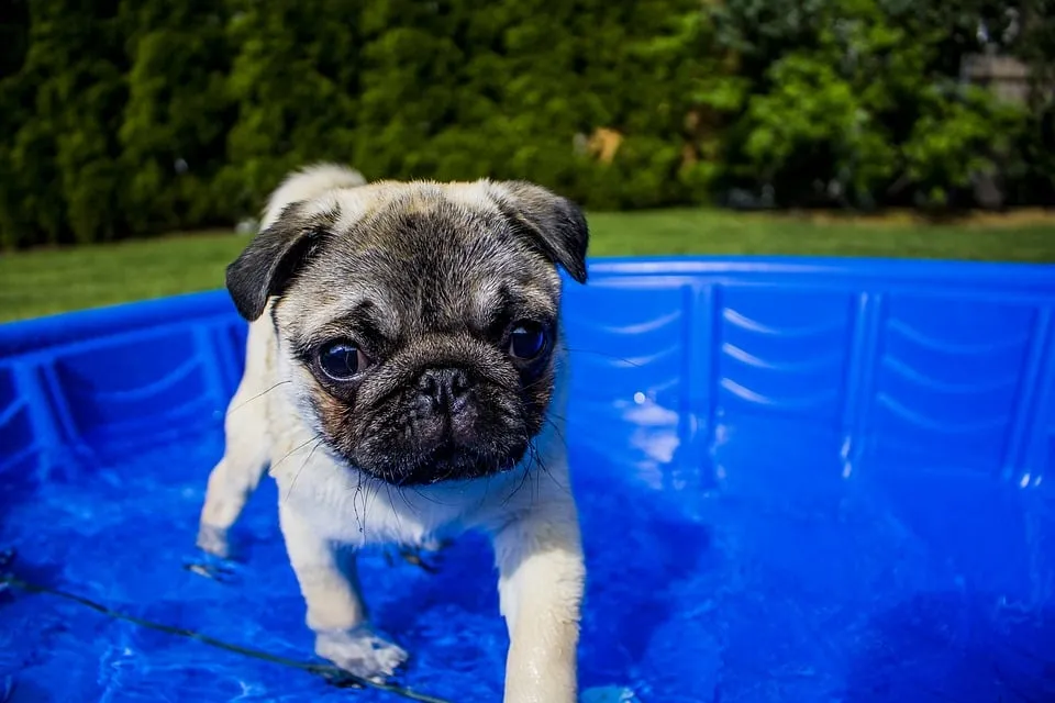 hond water1