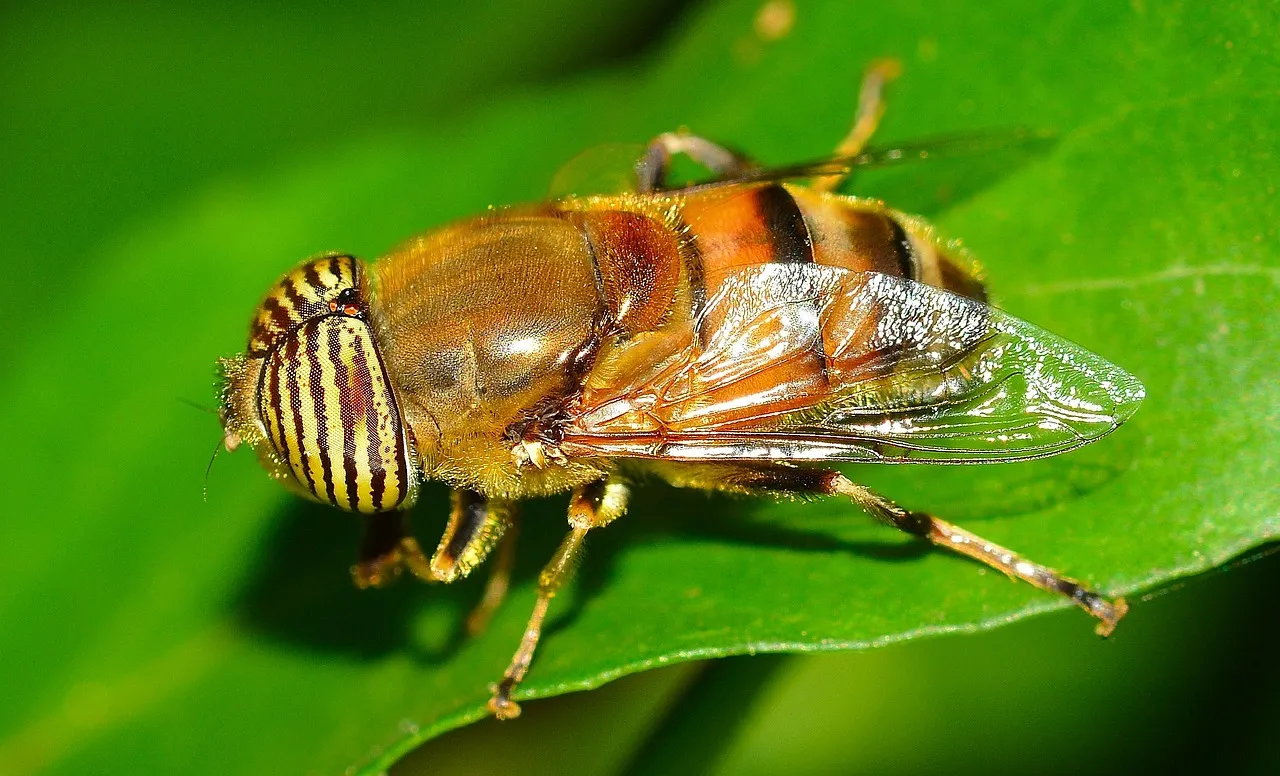 insects 562187 1280