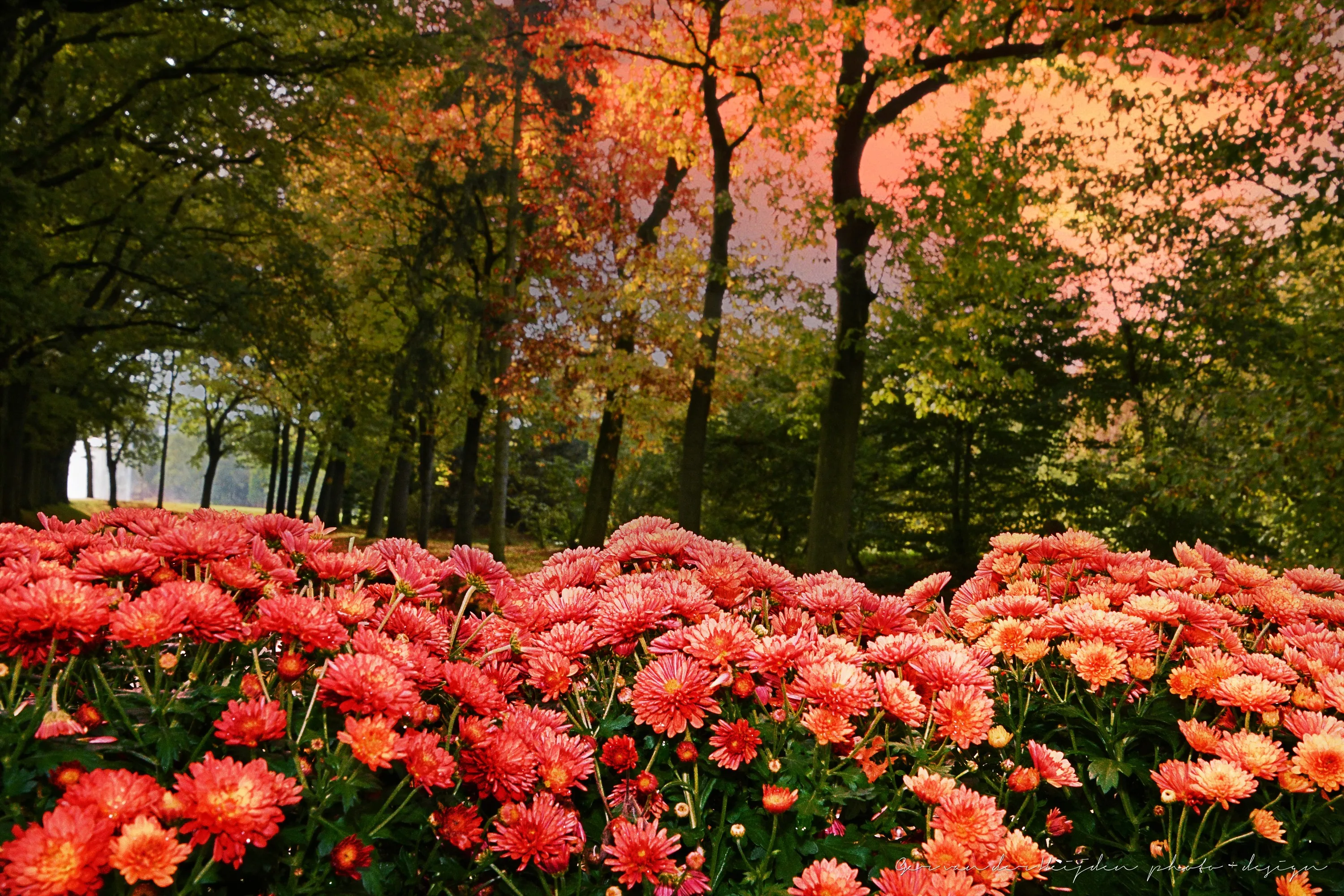 kasteeltuinenarcen herfstig2018 chrysanten 1