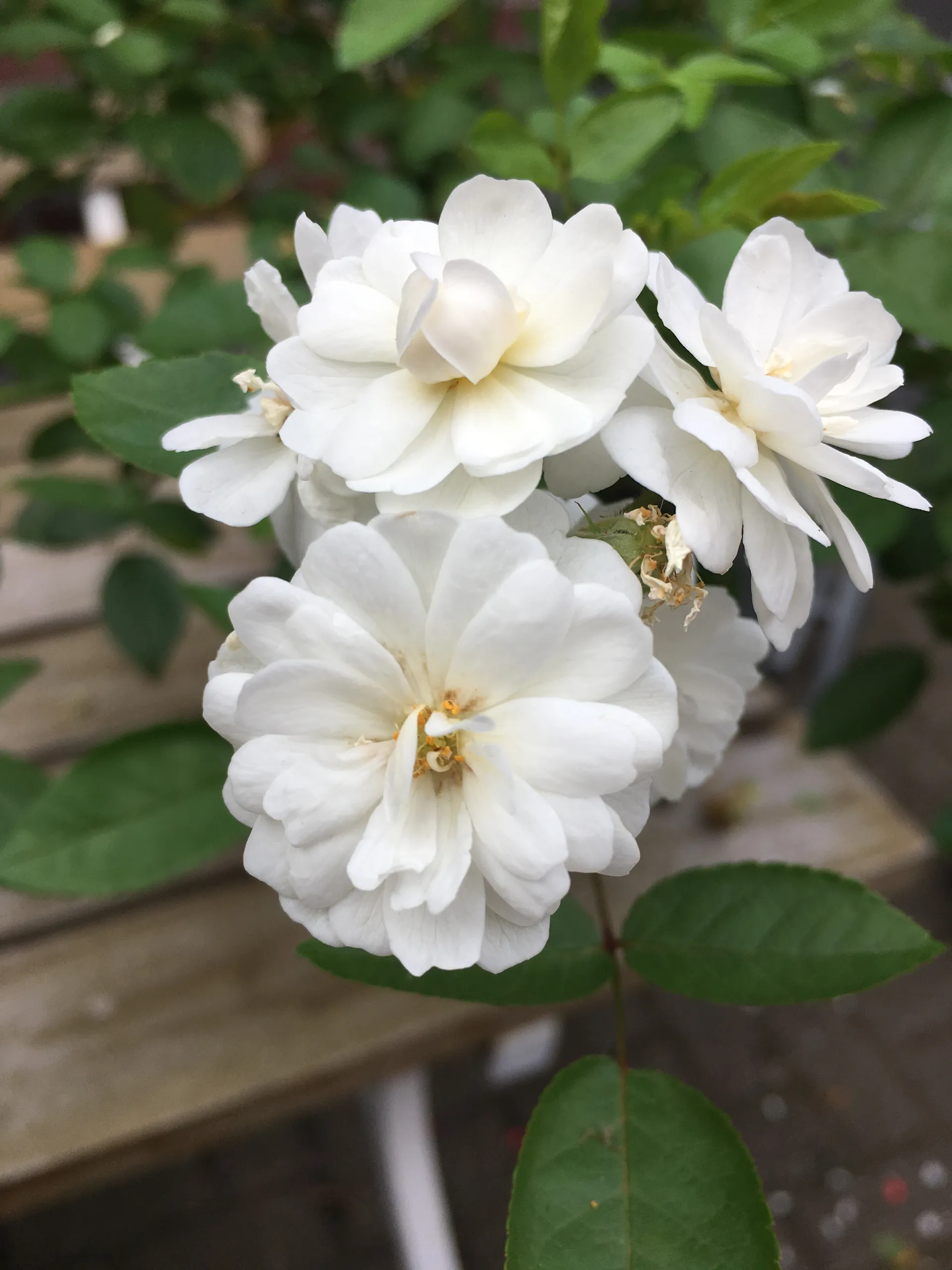 kasteeltuinenarcen rosavirgiomaria 1