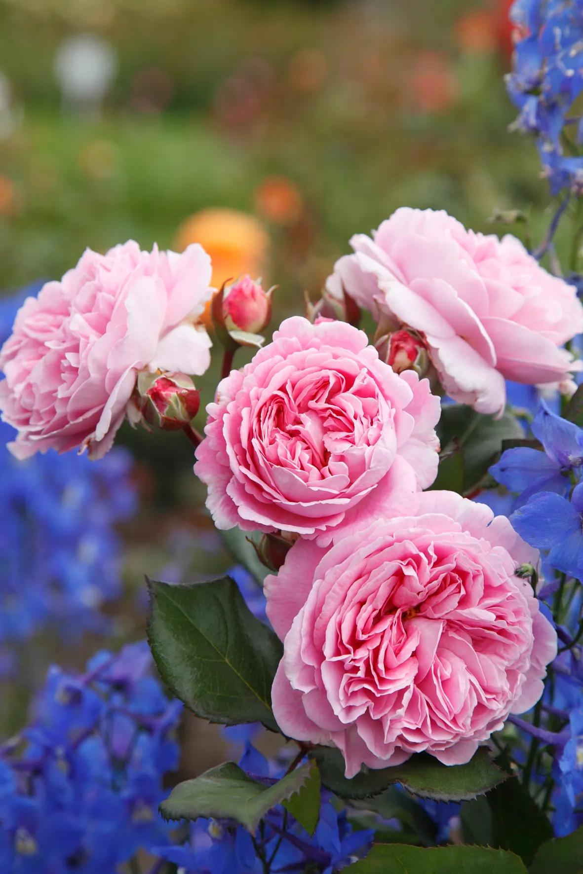 kasteeltuinenarcen rozenfestijn geurensmaaktuin roosgravinmariehenriette