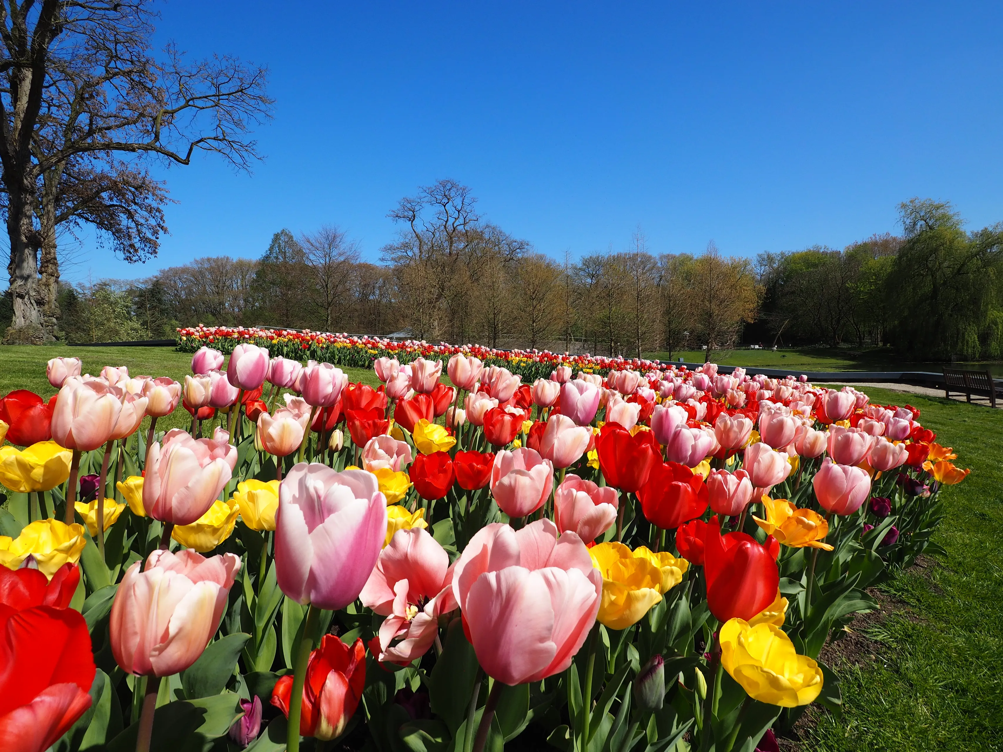 kasteeltuinenarcen vlinderlintmettulpen