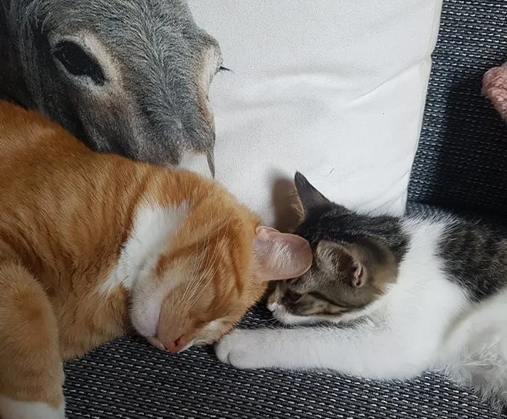 kattencafe cuddles facebook e1517492642732