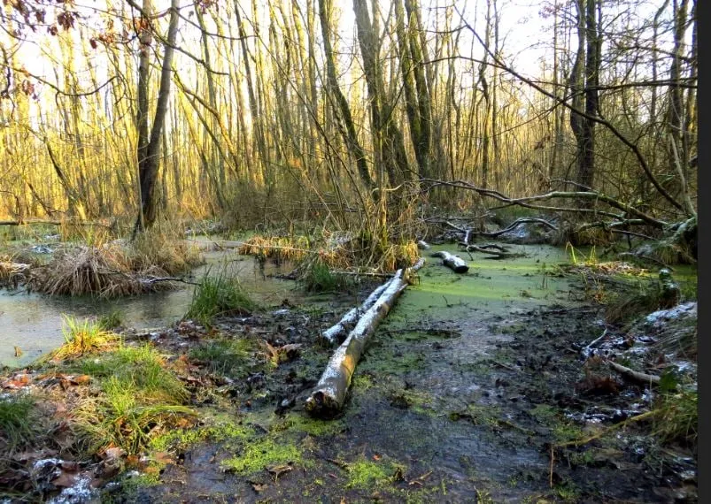 koelbroek piet fleuren
