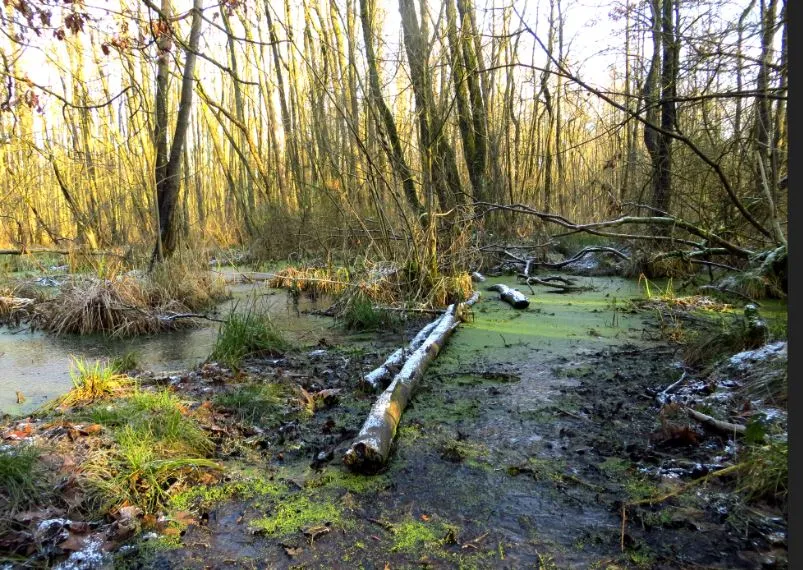 koelbroek piet fleuren
