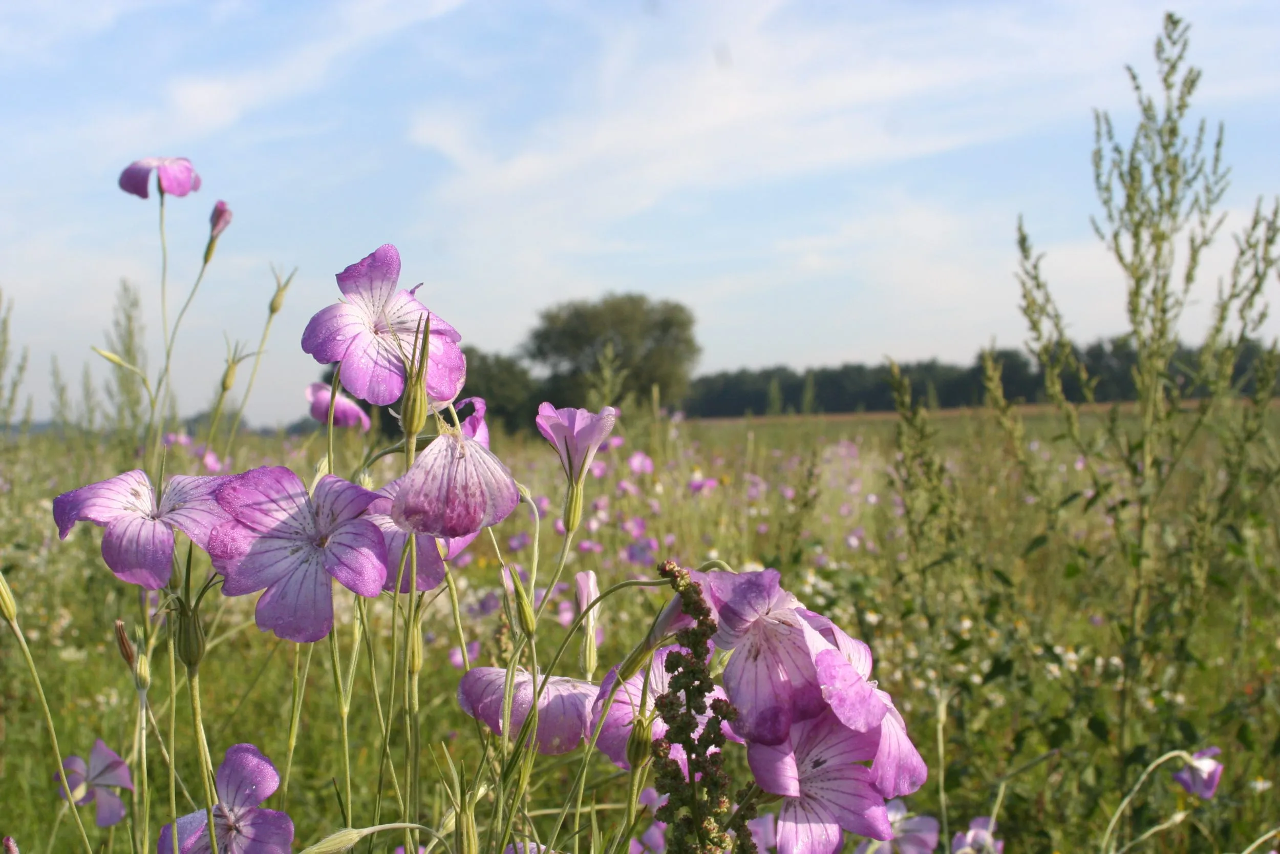 maascorridor 019 edmond staal limburgs landschap