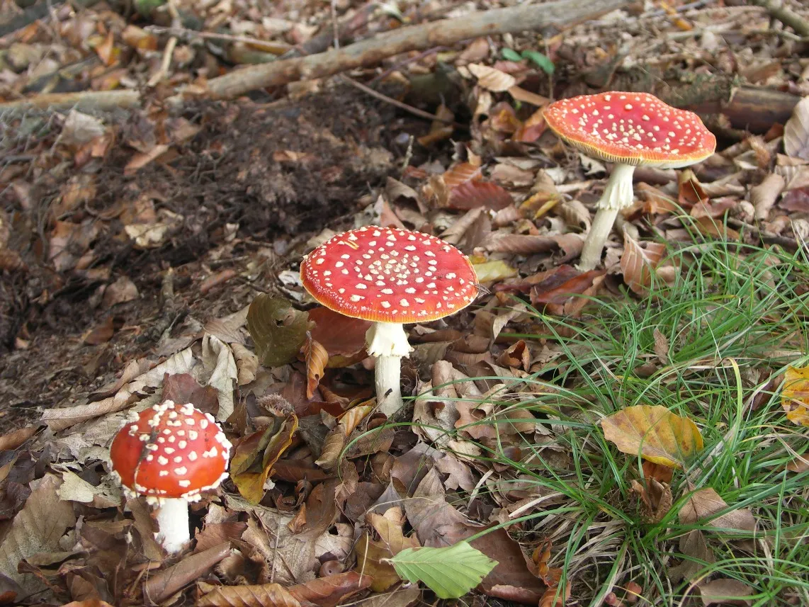 paddenstoel 19102006 luuk daamen 0034