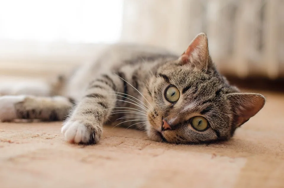 poes pixabay