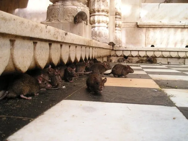 ratten bestrijden 16