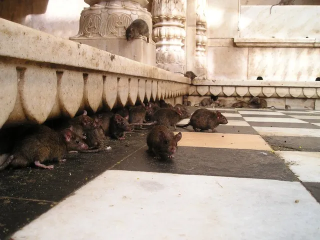 ratten bestrijden 16