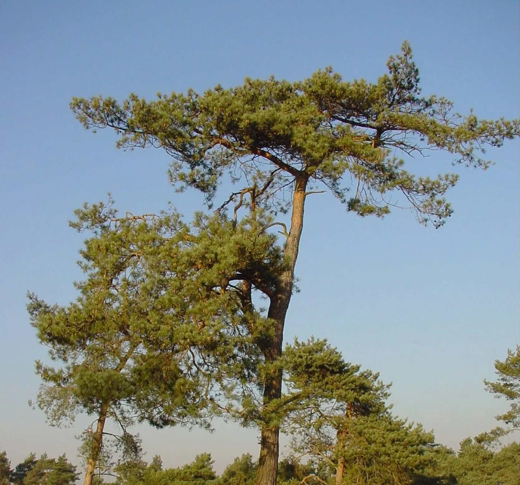 ravenvennen sll harry bussink 1 e1573145770676