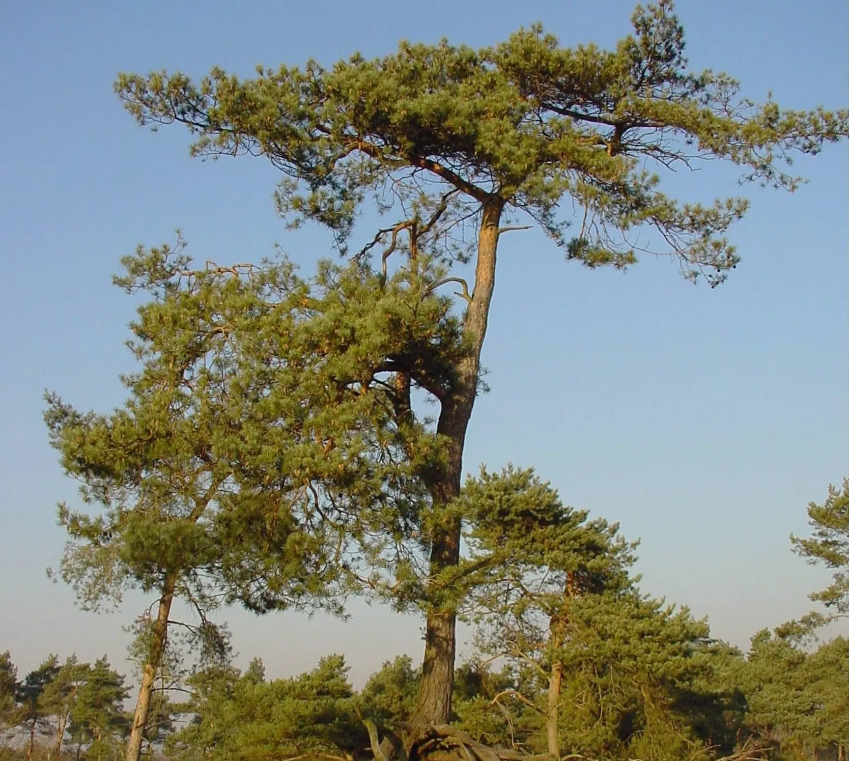 ravenvennen sll harry bussink 2 e1534162009180