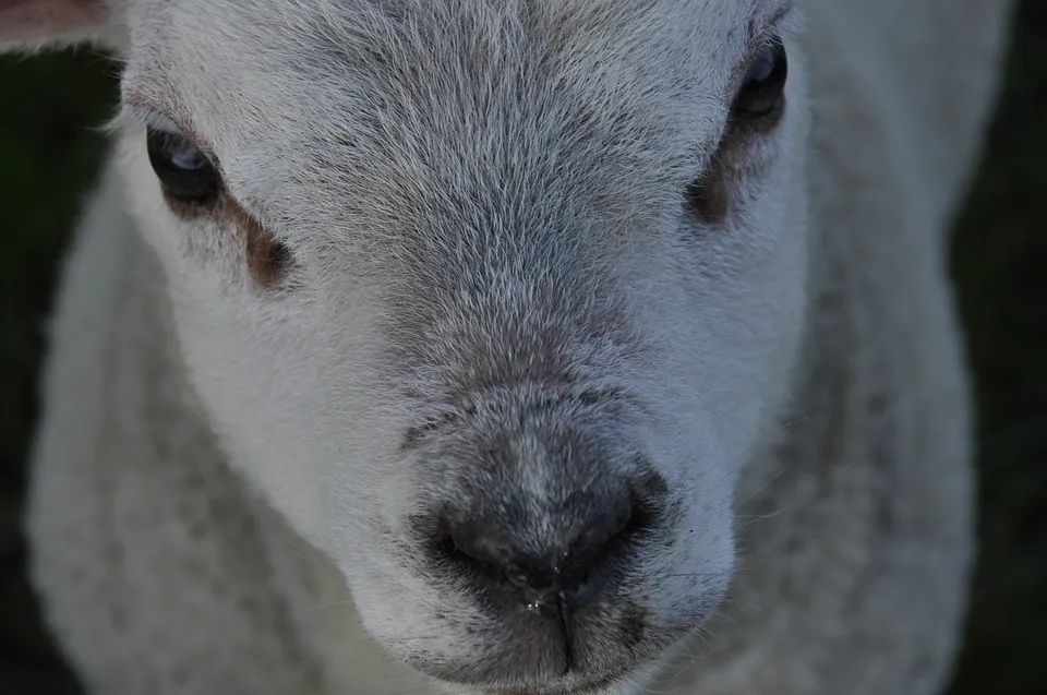 sheep 2452391 960 720 lammetje lente