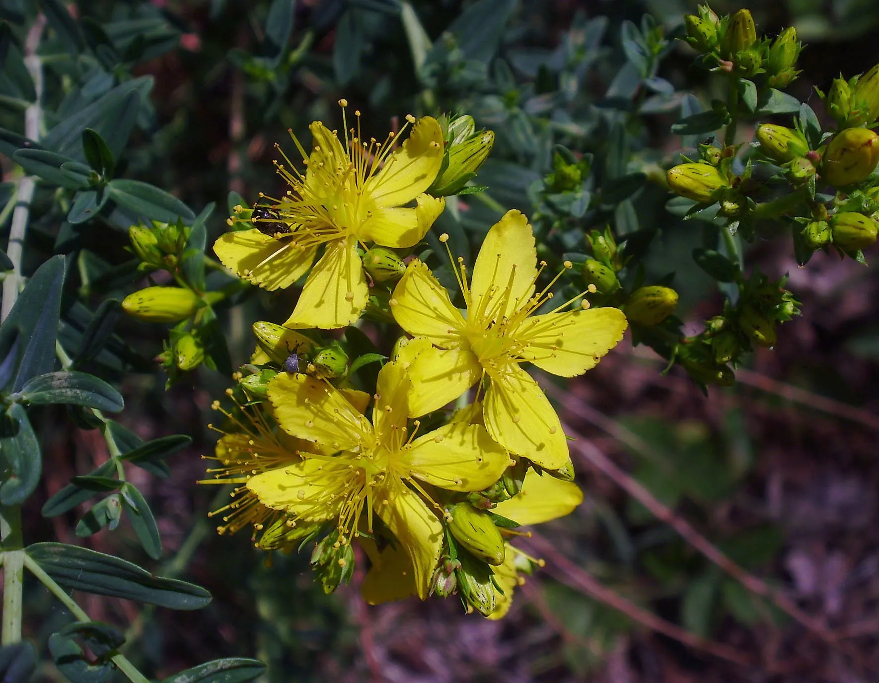 sint janskruid nelly schouenberg
