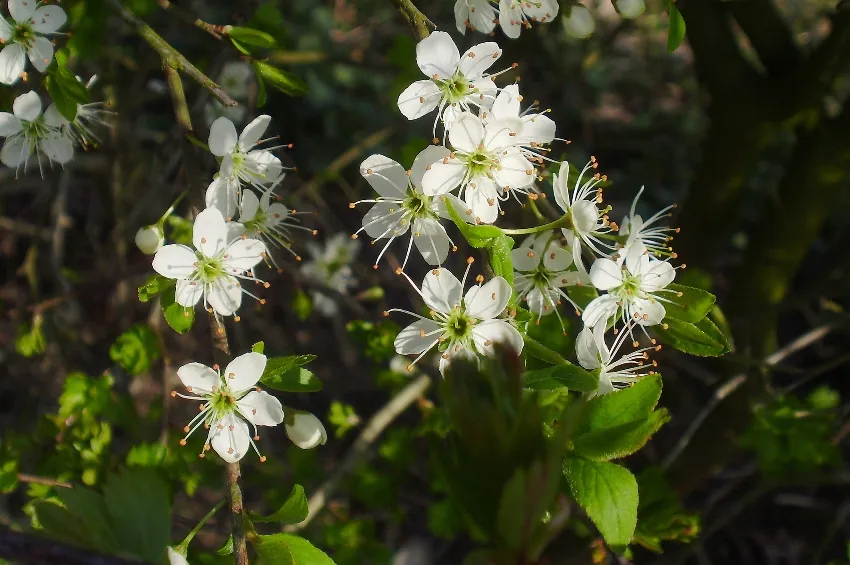 sleedoorn nelly schouenberg