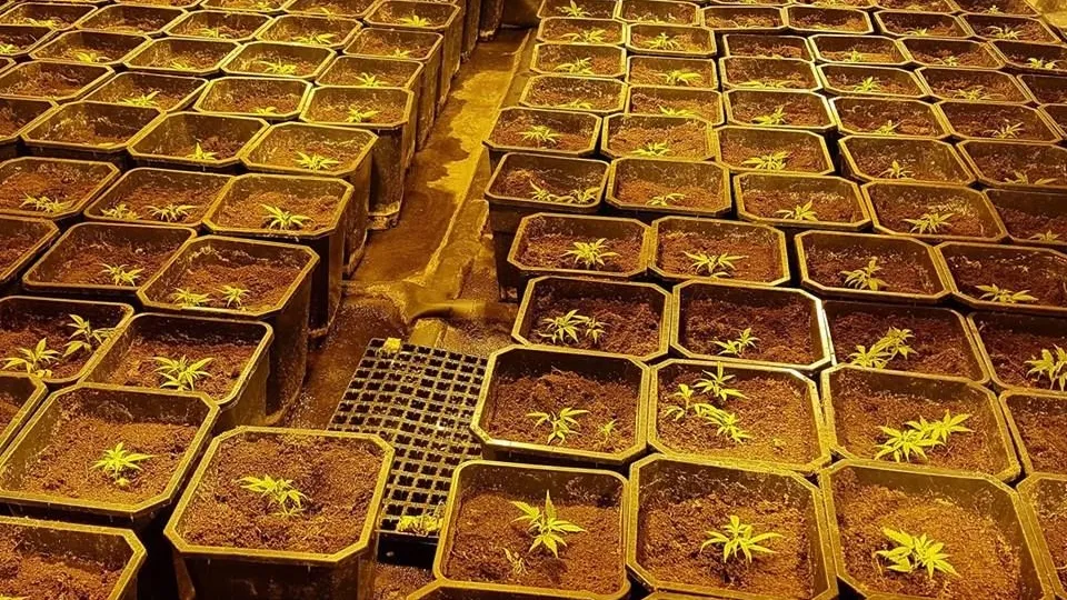 wietplantagevenlo weet drugs