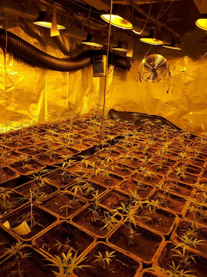wietplanten650