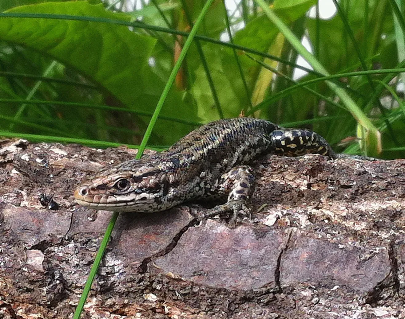 zandhagedis lia oosterwijk