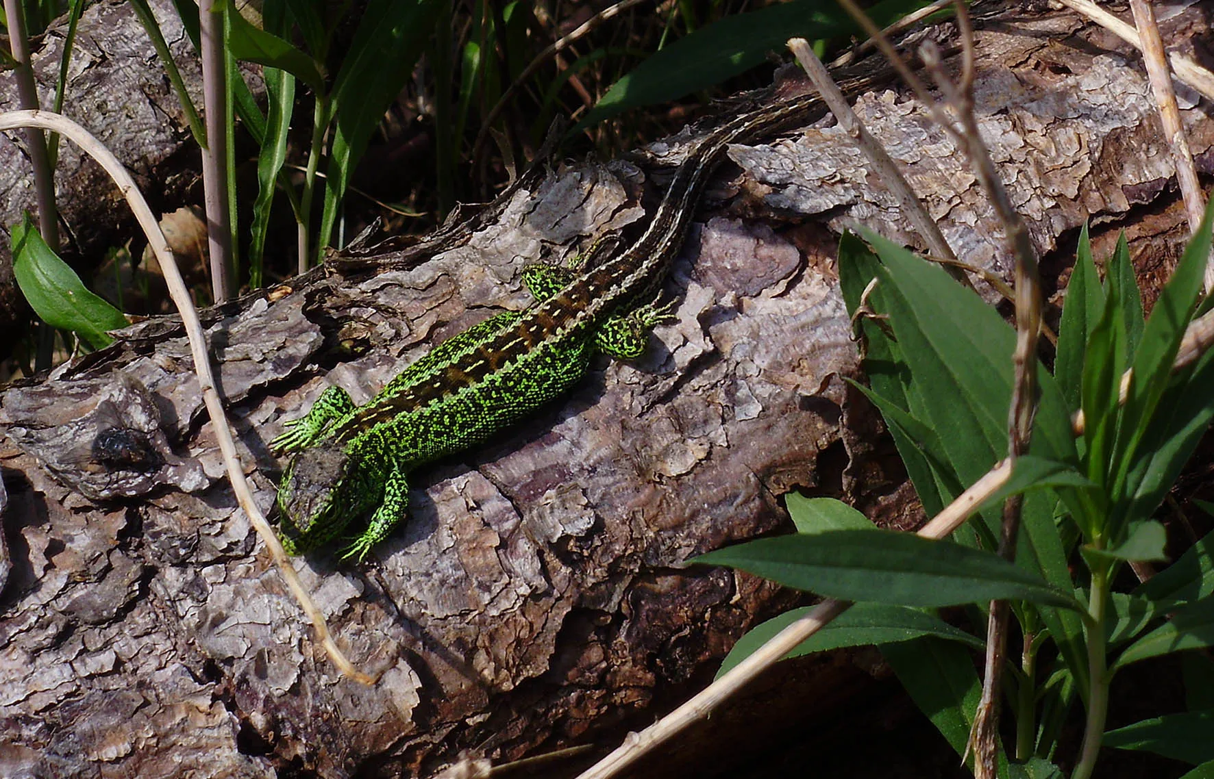 zandhagedis nelly schouenberg