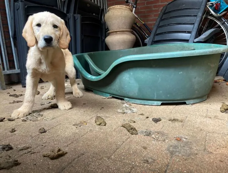 lid hond