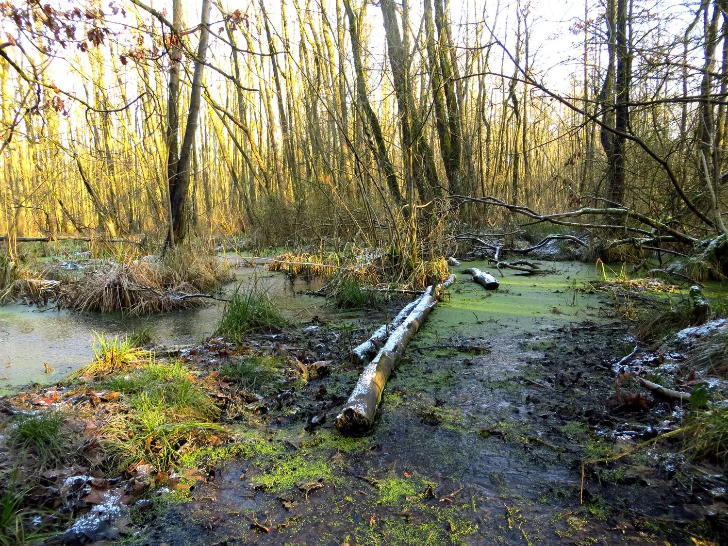 koelbroek piet fleuren