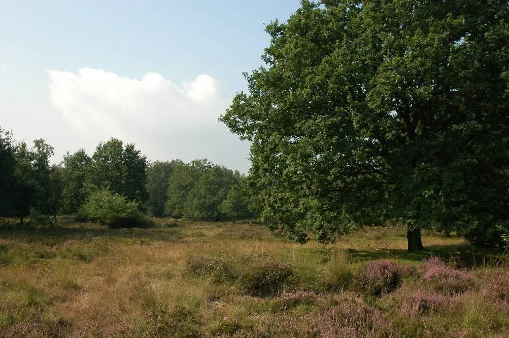 image003