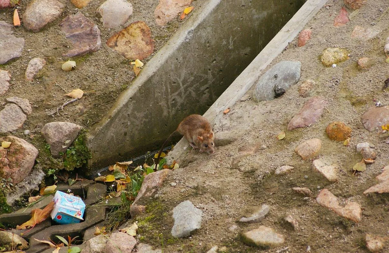rat-3752866_1280