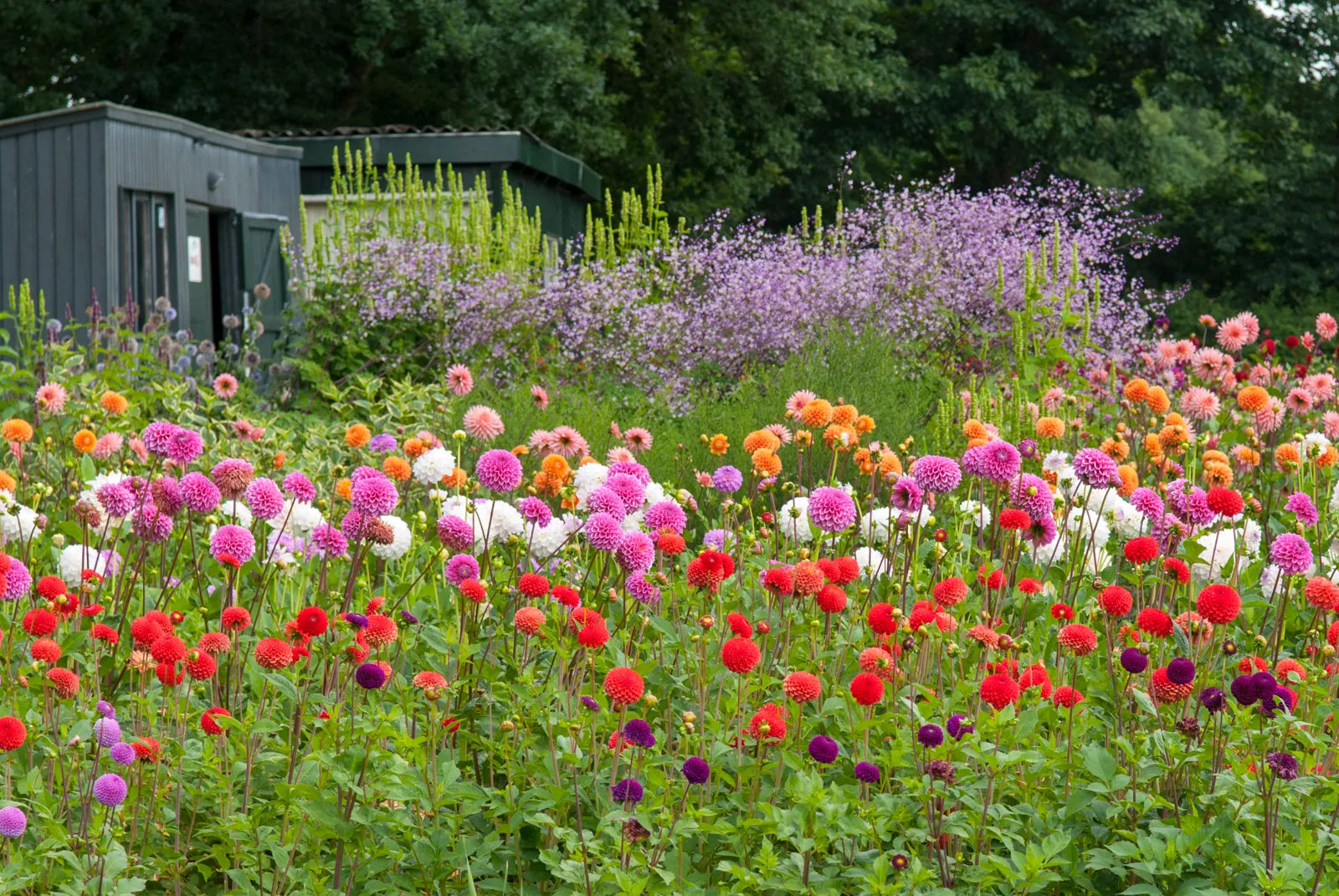 42 zomerbloemenfestijn 4 theo van liempt
