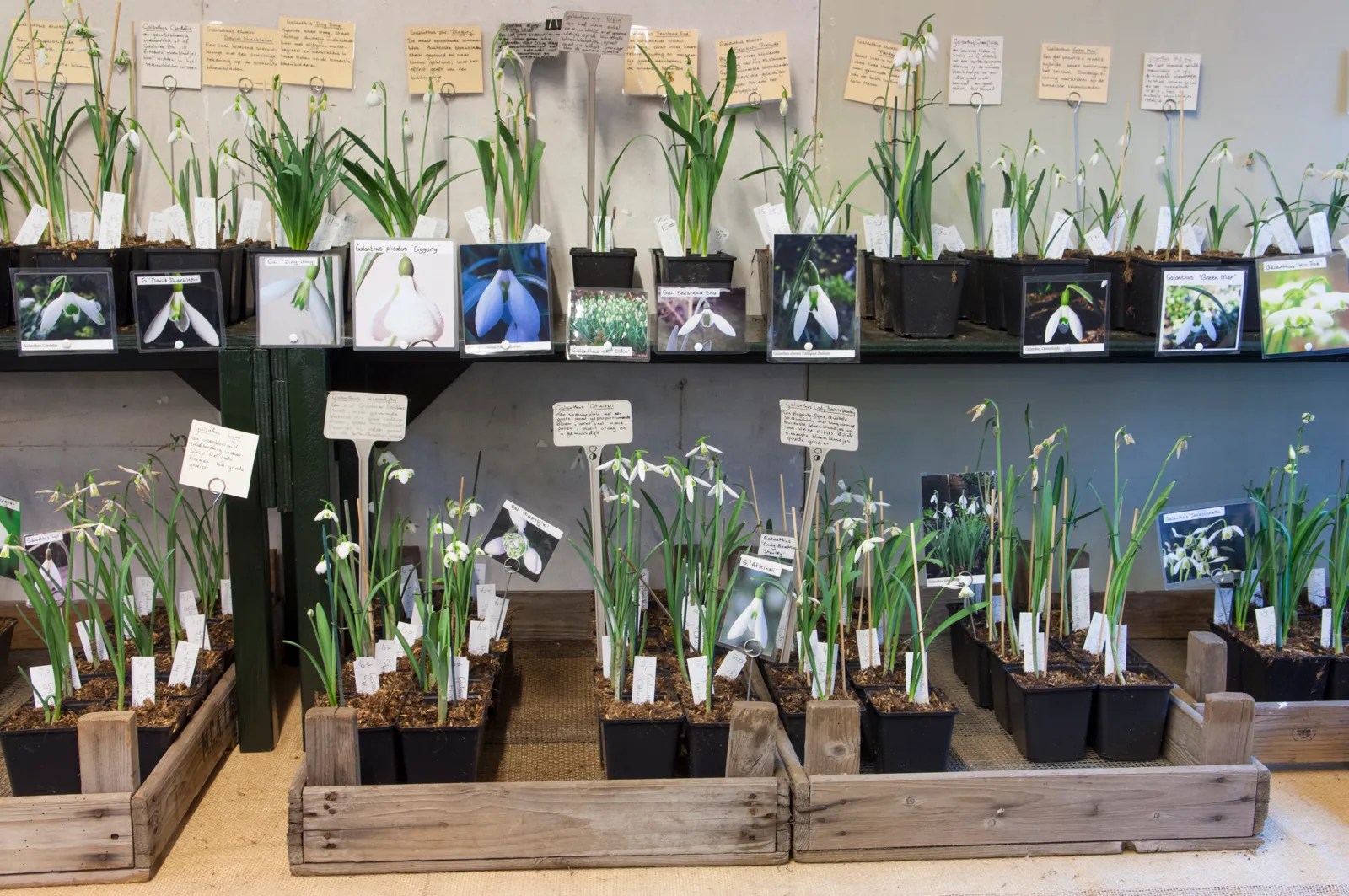 9 sneeuwklokjesfeest 9 tvo8480