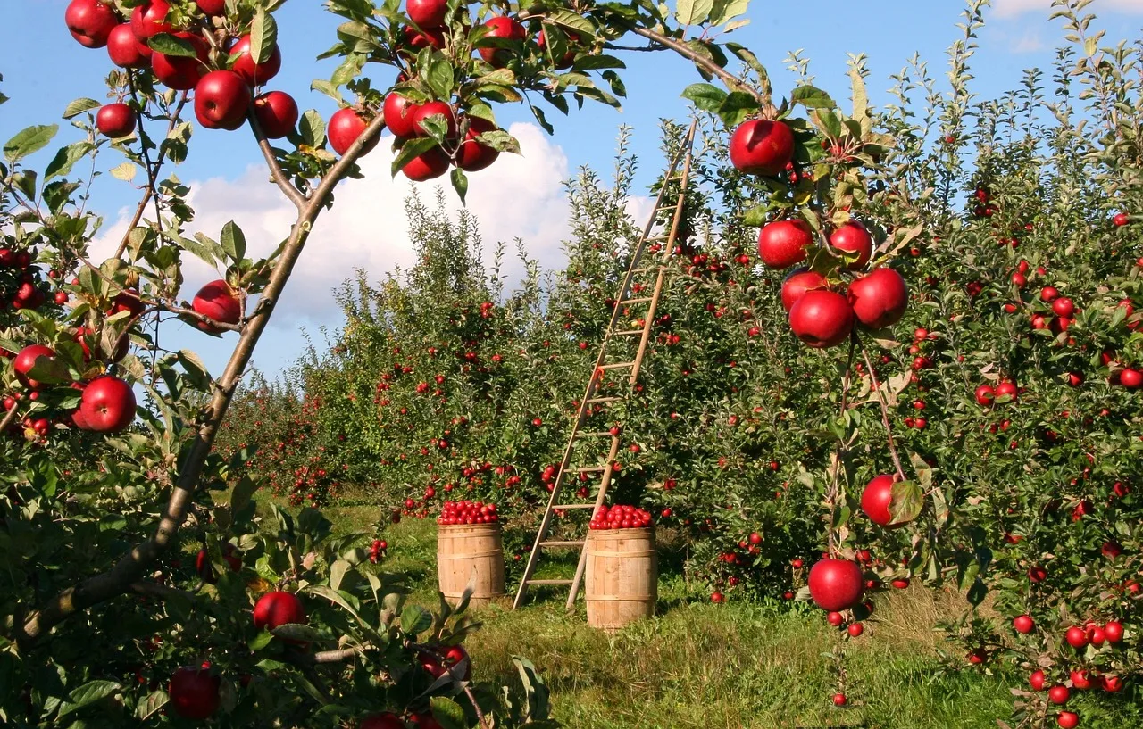 appelgaard lumix2004 pixabay