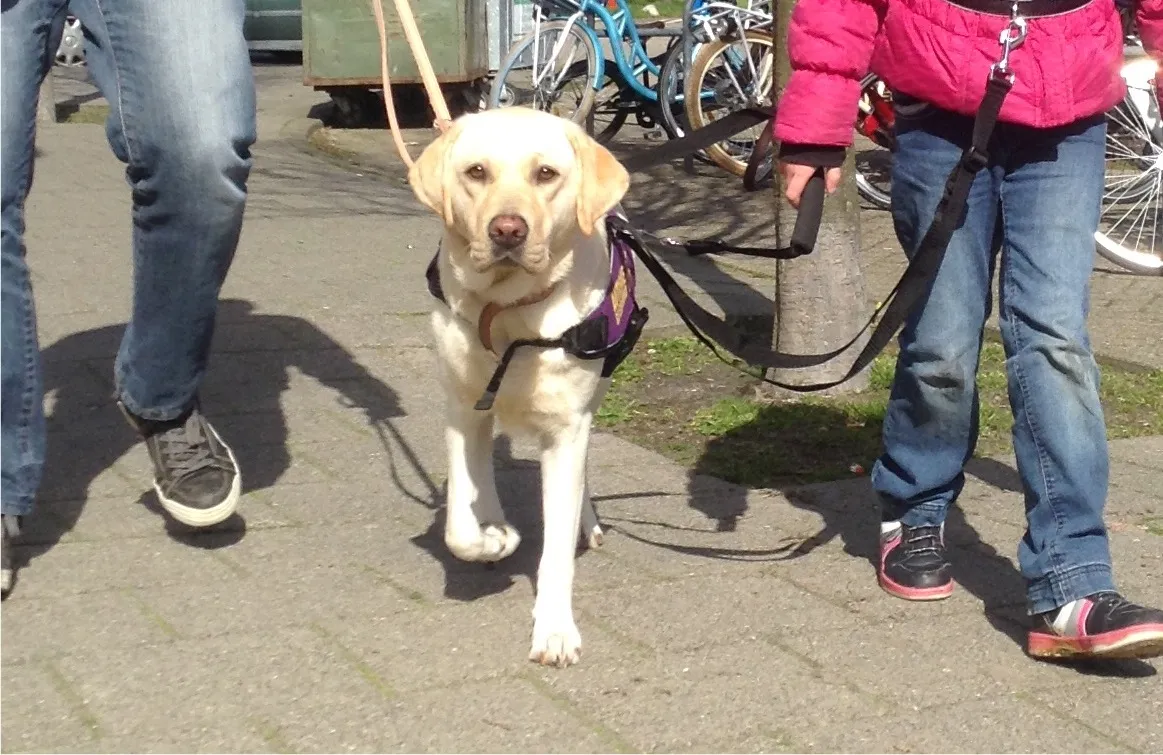 autismegeleidehond