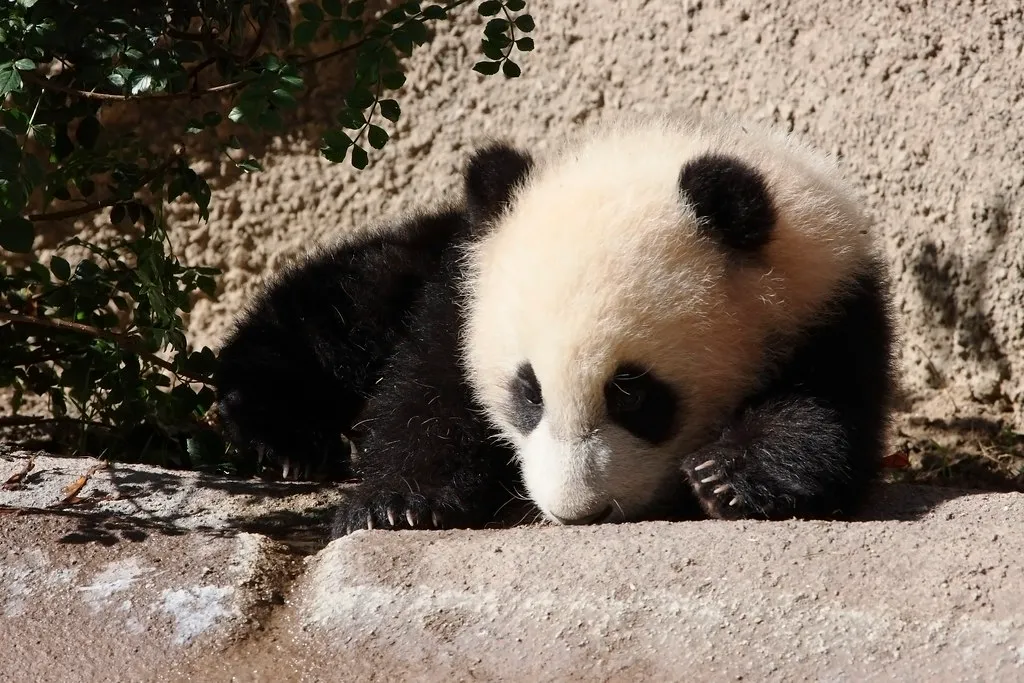 babypanda fortherock flickr cc by sa 20