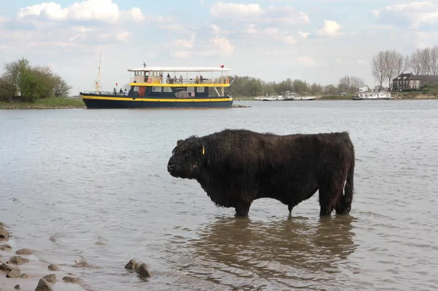 blauwe bever 2