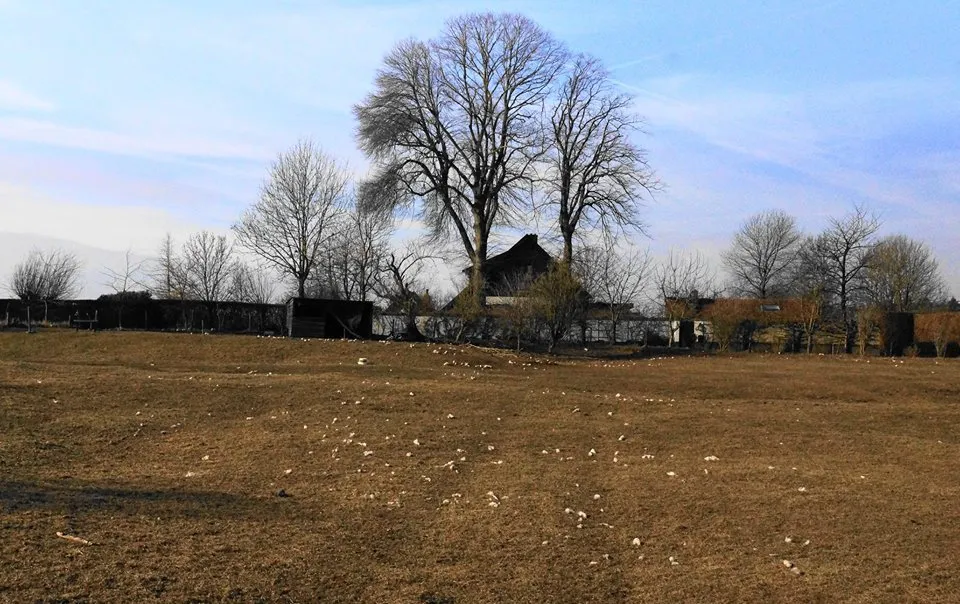 bokkedijk schapen 5