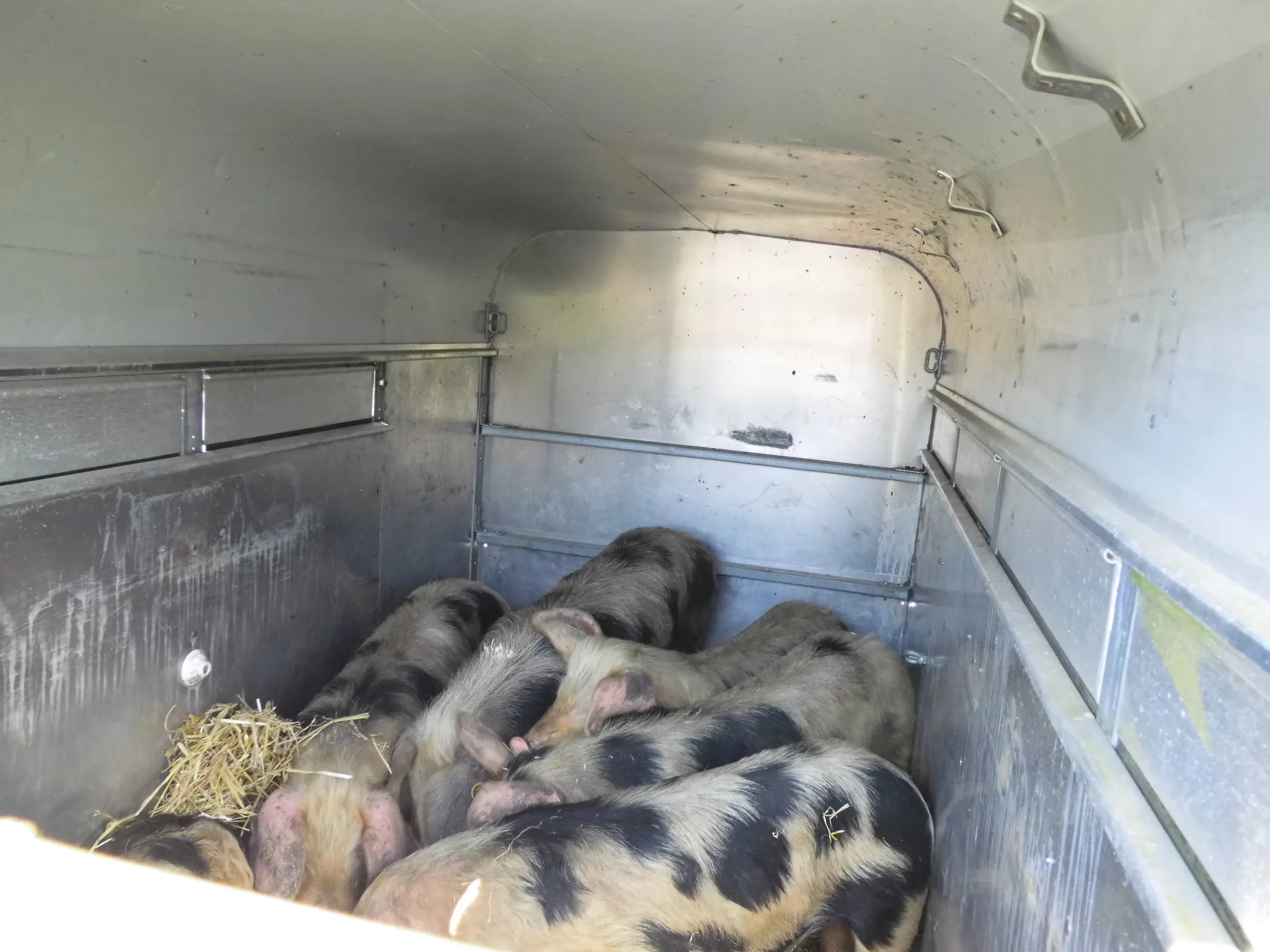 bonte bentheimers 01