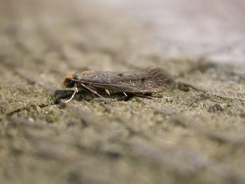 bruingevlekte klerenmot niditinea fuscella donals hobern cc 20