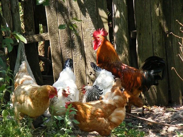 chicken g4a5db1588 640