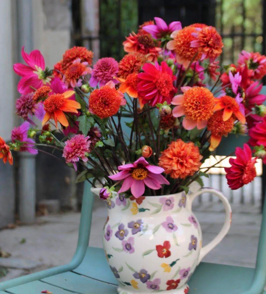 dahlia