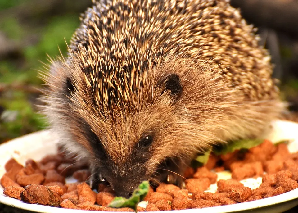 egel alexas fotos pixabay