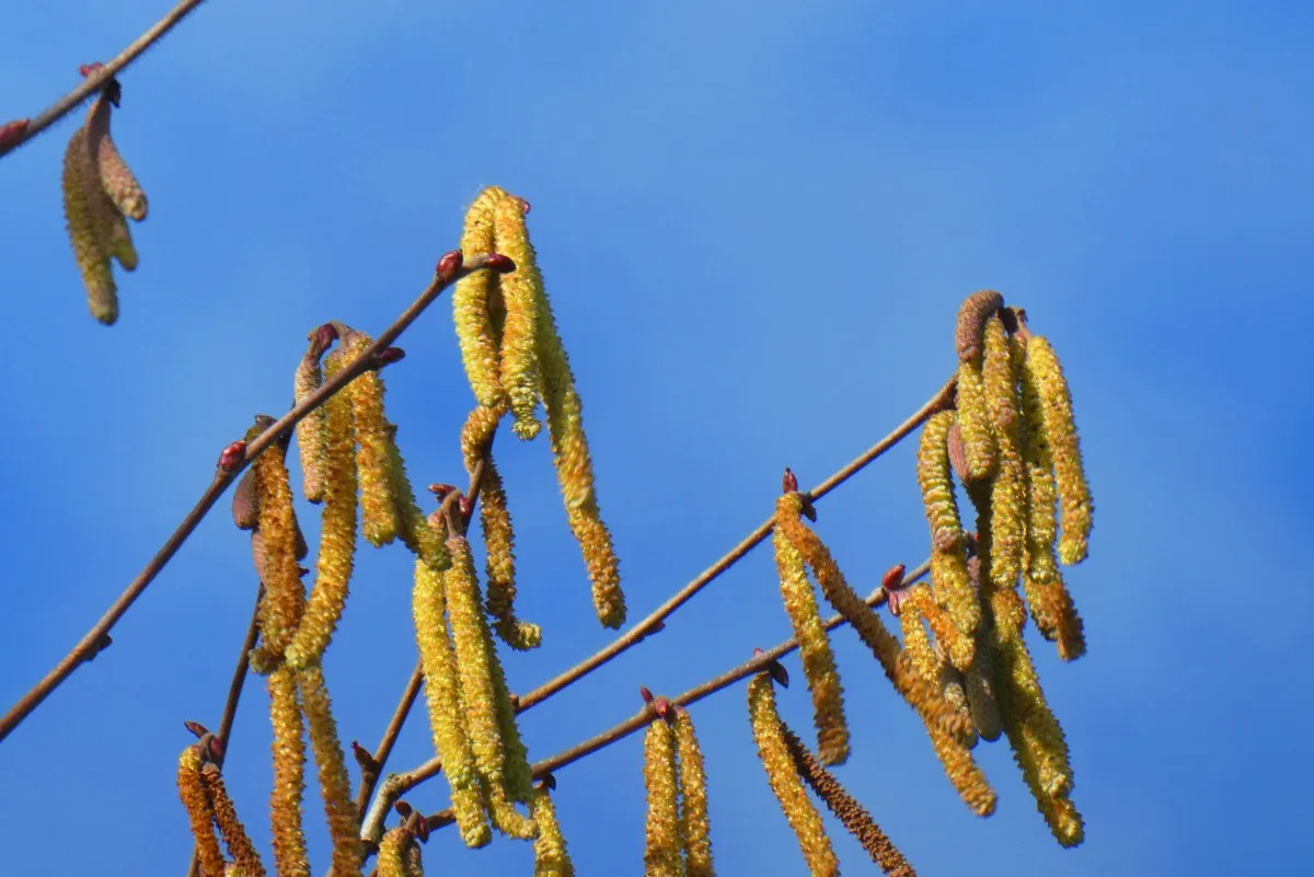elzepollen elsemagriet cc 0 pexels