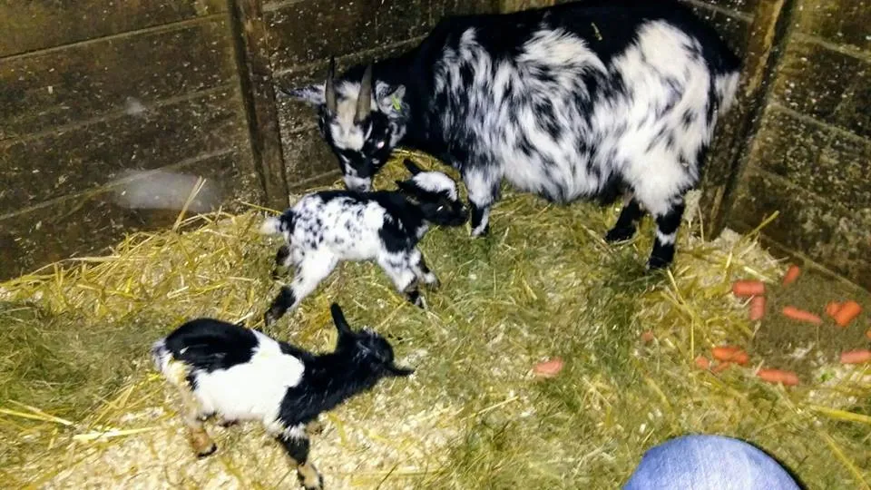 geitjes kinderboerderij heidestein