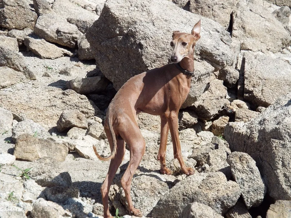 greyhound imprentatotal1 pixabay