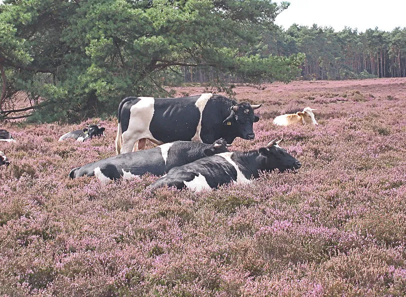 heidekoe rasbak wikimedia