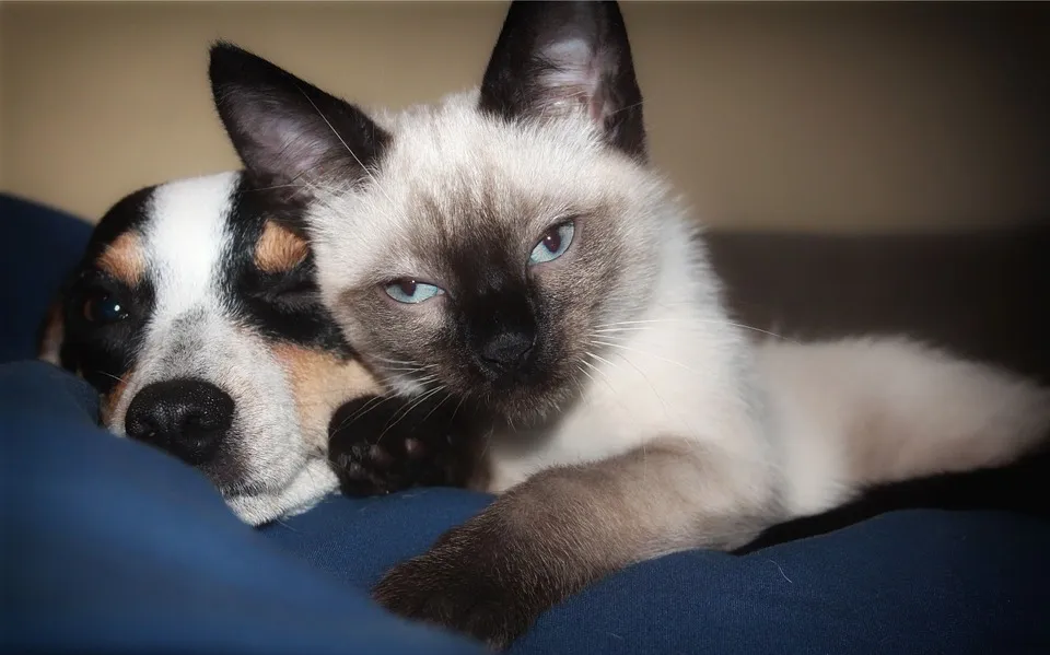 hond en kat