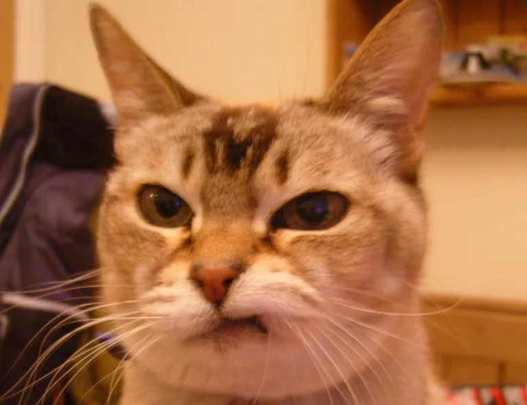 kat1